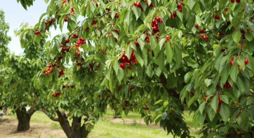 Ανάγκη τακτοποίησης αγροτικών εκτάσεων στην ΠΕ Πέλλας ενόψη της καταβολής των αγροτικών ενισχύσεων για την καλλιεργητική περίοδο του 2026