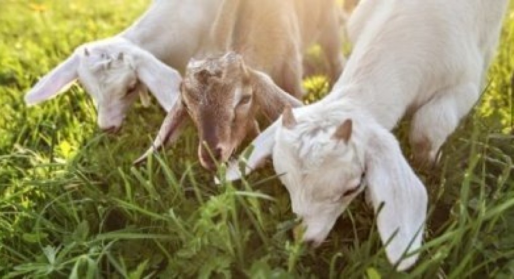 Πακέτο 29 προτάσεων για την αναθεώρηση της ΚΑΠ από κτηνοτροφικές οργανώσεις