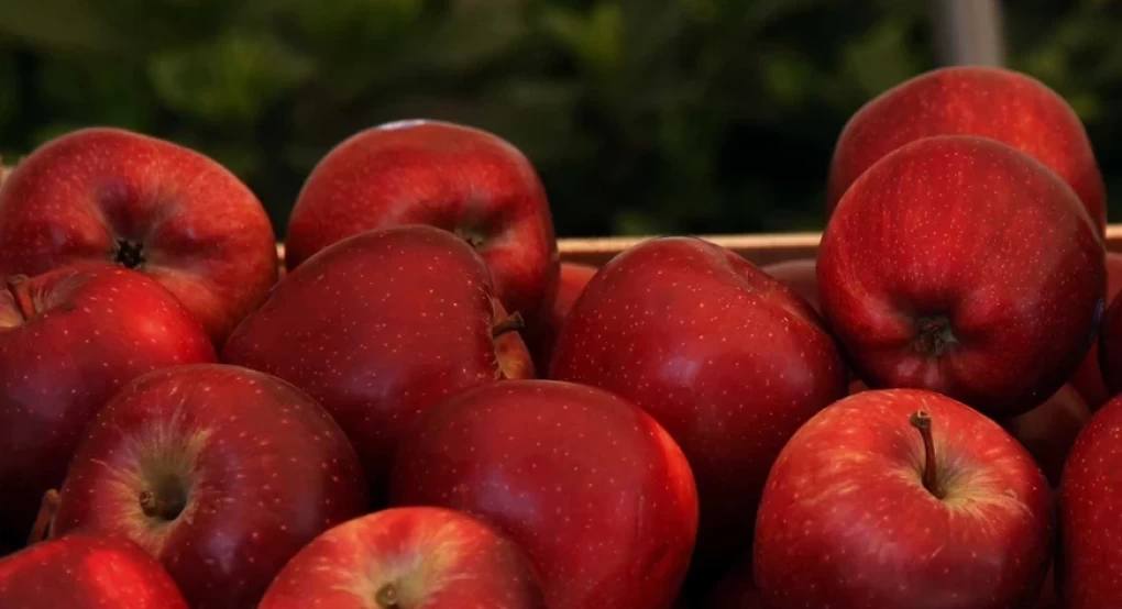 Απελπισμένοι οι μηλοπαραγωγοί που «χτυπήθηκαν» από την κακοκαιρία Daniel – Όσα φρούτα σώθηκαν έμειναν στα ψυγεία