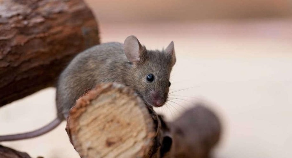 Λάρισα: Αυξάνονται τα ποντίκια στην περιοχή - Ενισχύονται οι φόβοι για μολύνσεις