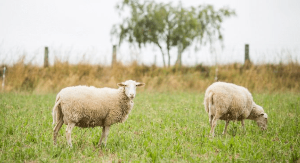Δημοσιεύθηκε η προκήρυξηγια δωρεάν αντικατάσταση ζωικού κεφαλαίου και ανακατασκευή στάβλων