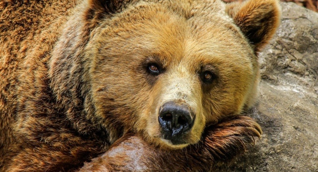 Αρκτούρος: Ξύπνησε η πρώτη αρκούδα από τον χειμέριο λήθαργο