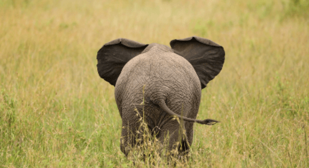 Ελέφαντας σήκωσε λεωφορείο: Εφιαλτικές στιγμές για τουρίστες