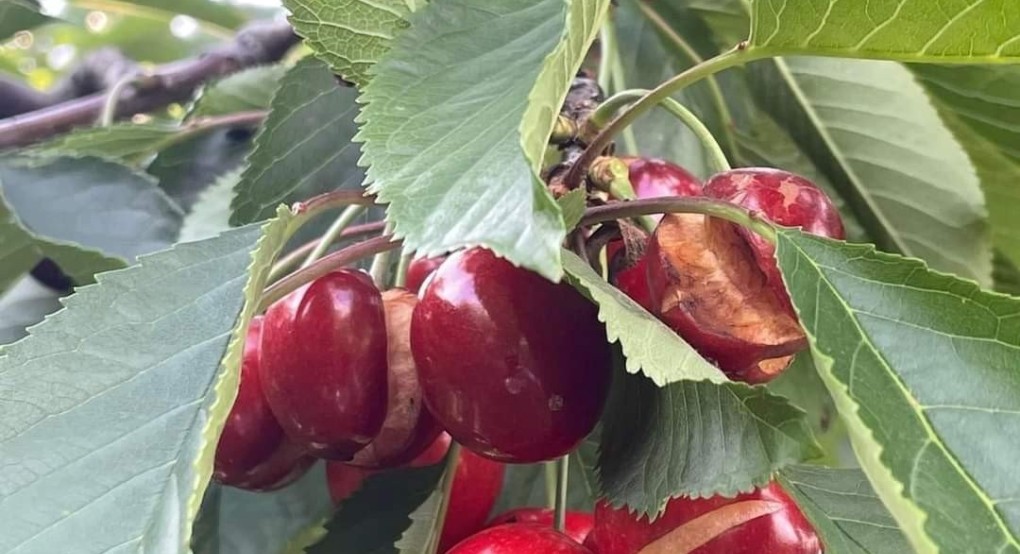 Με δικαιοσύνη οι αποζημιώσεις του ΕΛΓΑ