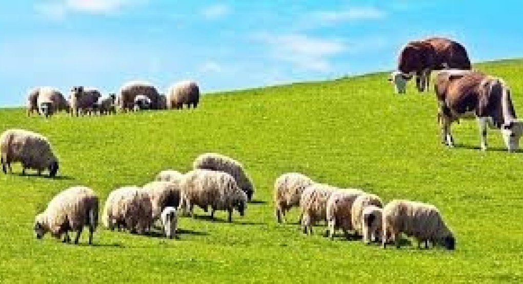 Επιστολή Αυγενάκη στους 13 Περιφερειάρχες με την οποία τους καλεί να γνωστοποιήσουν τις προθέσεις τους, για την Εκπόνηση Διαχειριστικών Σχεδίων Βόσκησης στο επόμενο 15νθήμερο Επιστολή Αυγενάκη στους 13 Περιφερειάρχες με την οποία τους καλεί να γνωστοποιήσουν τις προθέσεις τους, για την Εκπόνηση Διαχειριστικών Σχεδίων Βόσκησης στο επόμενο 15νθήμερο
