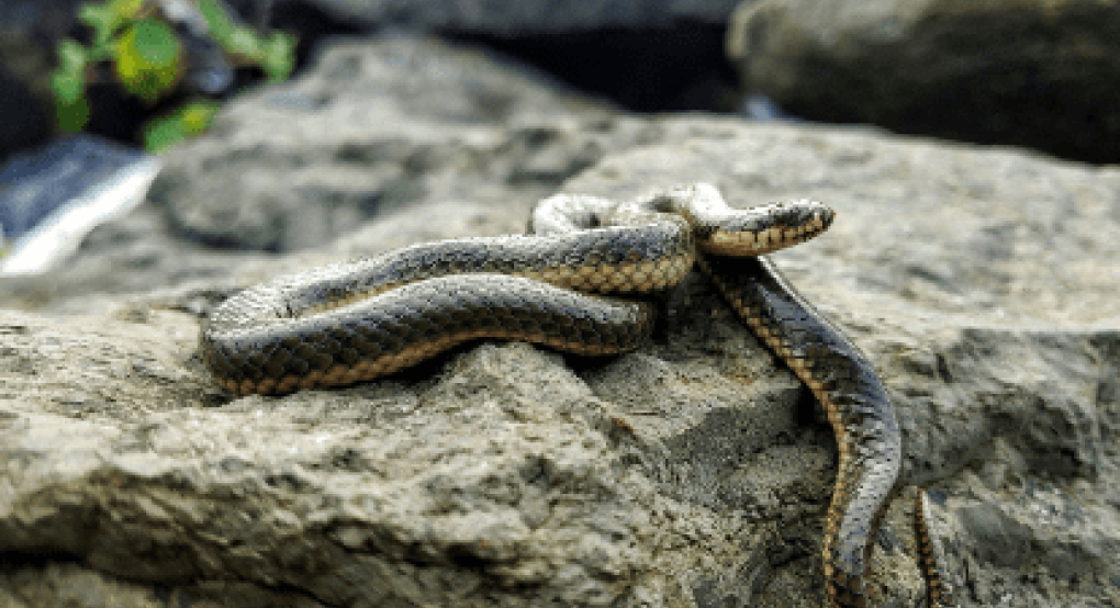 Πύθωνας Ηράκλειο: Φίδι… 5 μέτρων σε χωράφι (pic)
