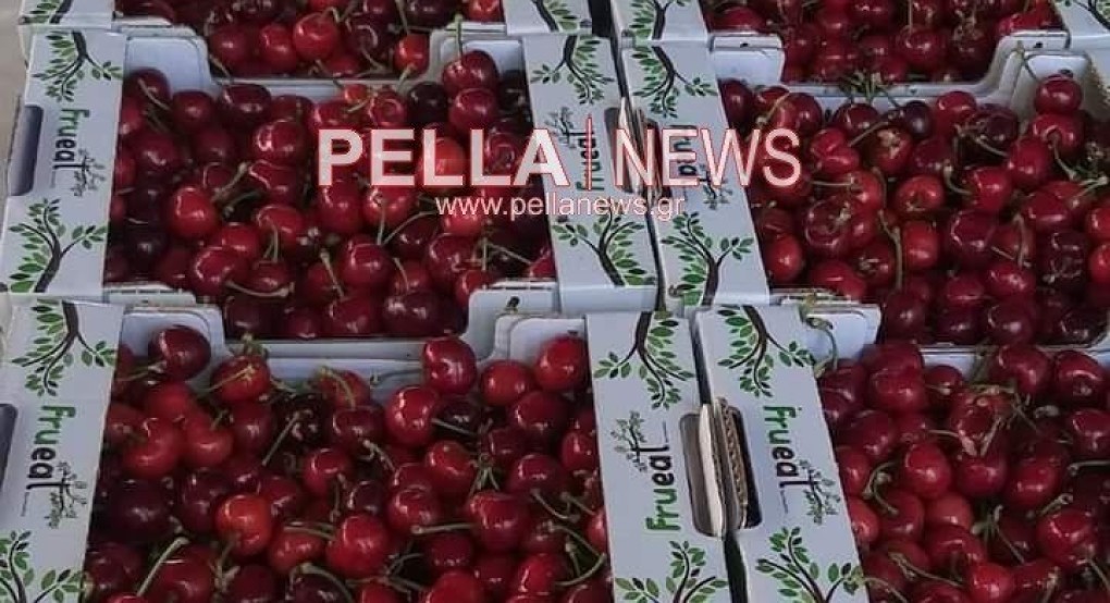 "Πολύτιμα" τα πρώτα κεράσια