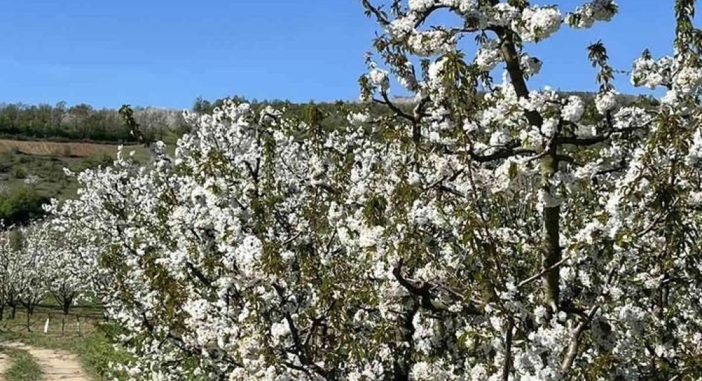 ΕΛΓΑ: Έρχεται πασχαλινό πακέτο ενισχύσεων