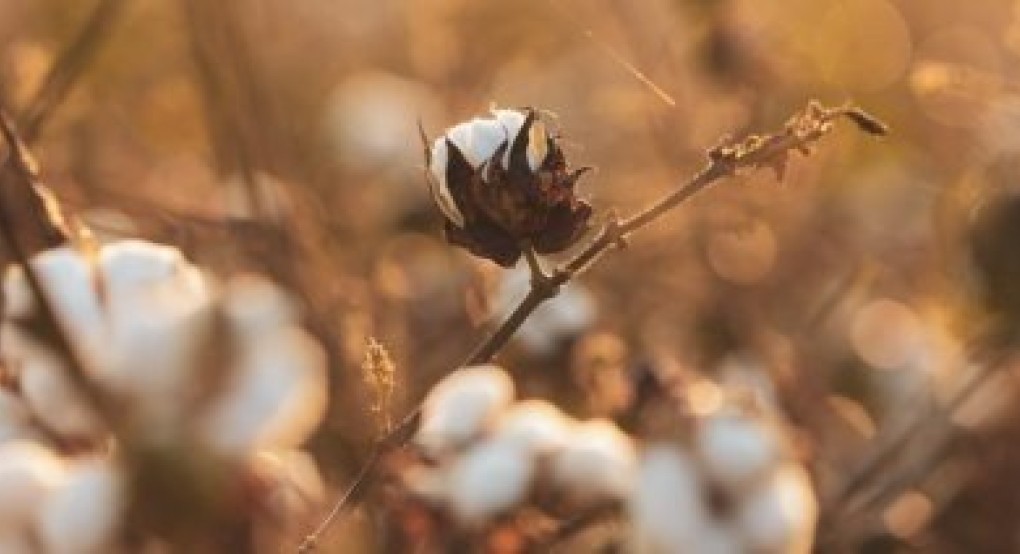 Μειωμένη 20% η ελάχιστη στρεμματική απόδοση βάμβακος για την ειδική ενίσχυση 2023