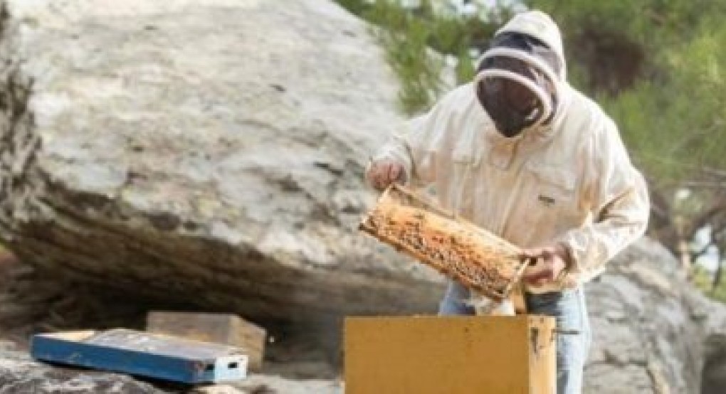 Σε λειτουργία η ψηφιακή εφαρμογή μελισσοκομίας για την καταχώρηση αιτήσεων σε δράσεις