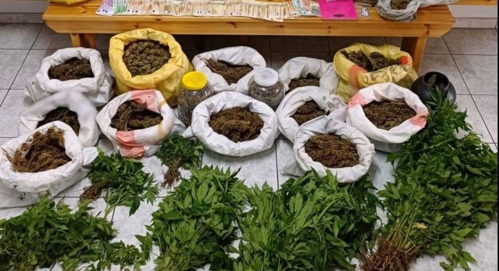 Συνελήφθη ένα άτομο για καλλιέργεια δενδρυλλίων κάνναβης Συνελήφθη ένα άτομο για καλλιέργεια δενδρυλλίων κάνναβης