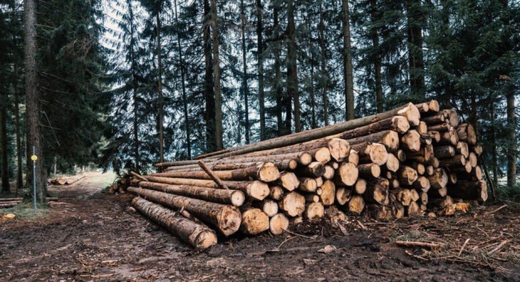 Εργατοϋπαλληλικό κέντρο Έδεσσας και Αλμωπίας-Σχετικά με  το νομοσχέδιο με το οποίο η κυβέρνηση εκχωρεί τη διαχείριση των δασών σε ξυλοβιομηχανίες – ξυλέμπορους