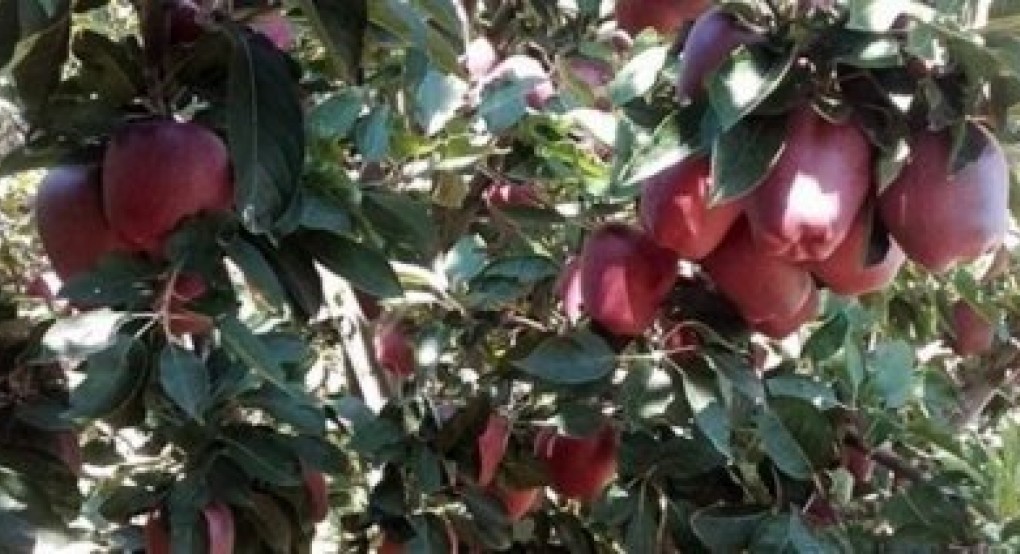Απρόβλεπτες οι αλλαγές στα ποσά των συνδεδεμένων - Αγανάκτηση για το καλαμπόκι και τα μήλα - Η αντίδραση του Α.Σ. Ζαγοράς