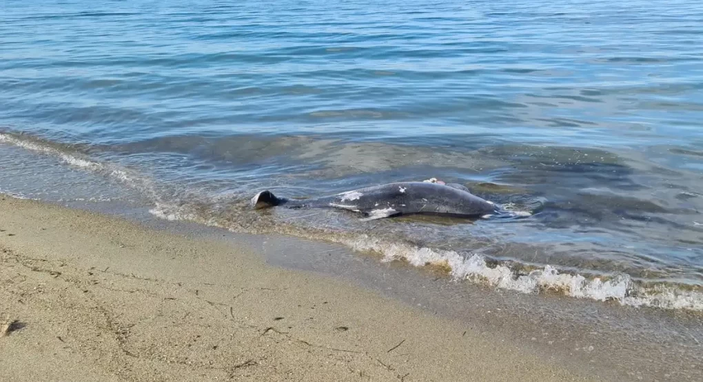 Χαλκιδική - Νεκρό δελφίνι εντοπίστηκε σε ακτή της Καλλικράτειας