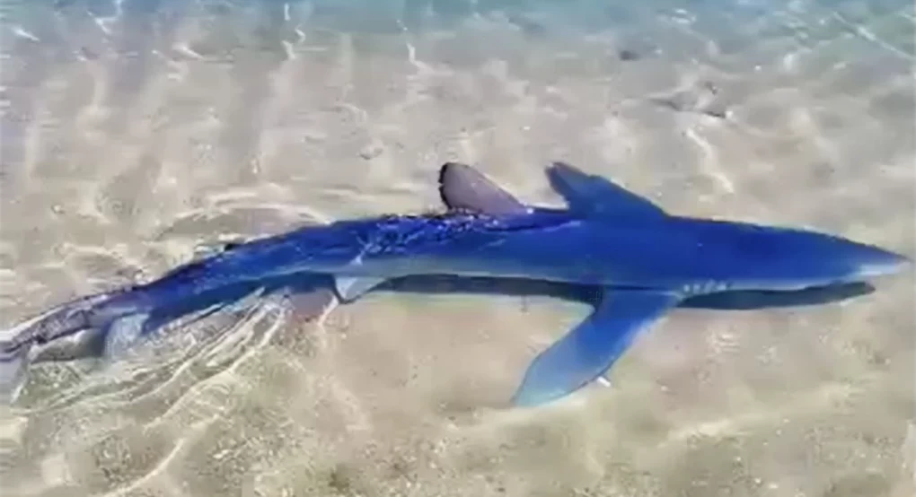 Καρχαρίας έκανε βόλτες στη μαρίνα της Γλυφάδας
