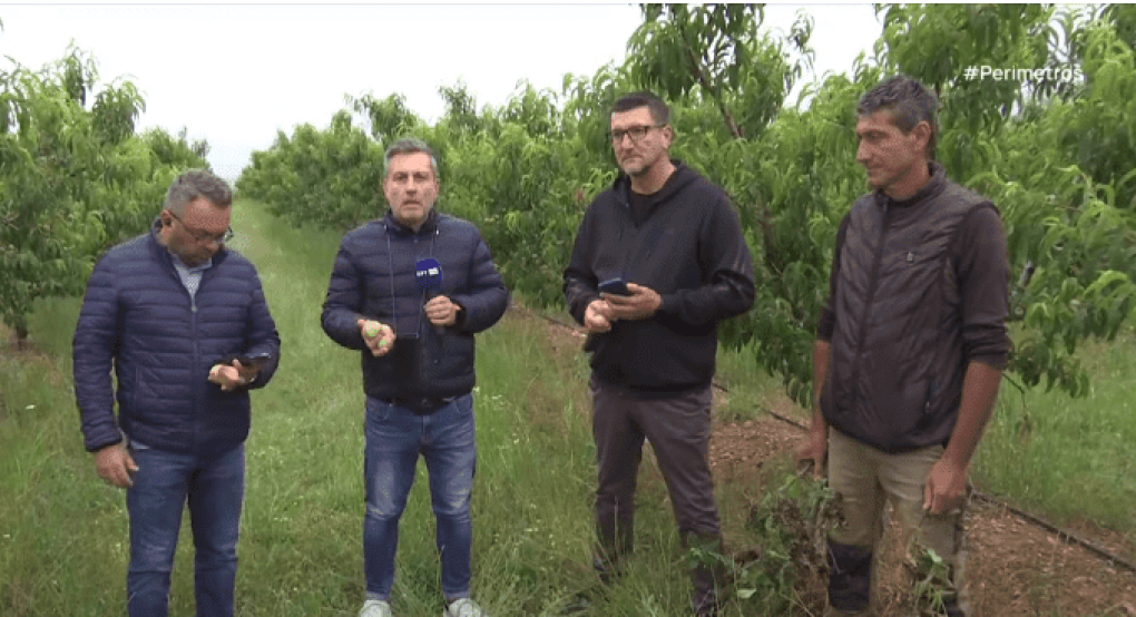 Γιαννιτσά: SOS με τον "άγνωστο" ιό στο ροδάκινο/Εξαπλώνεται συνεχώς (φώτος, video)