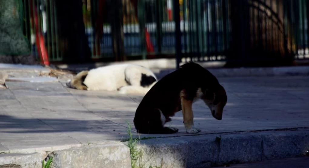 Αποζημίωση 200.000 ευρώ για τον θάνατο 65χρονου από αγέλη σκύλων στην Πυλαία – «Βαριά καμπάνα» στον δήμο Αποζημίωση 200.000 ευρώ για τον θάνατο 65χρονου από αγέλη σκύλων στην Πυλαία – «Βαριά καμπάνα» στον δήμο