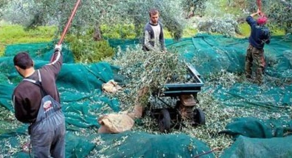 Ανοίγει η ηλεκτρονική πλατφόρμα απασχόλησης εργαζομένων από την Αίγυπτο στον αγροτικό τομέα Ανοίγει η ηλεκτρονική πλατφόρμα απασχόλησης εργαζομένων από την Αίγυπτο στον αγροτικό τομέα
