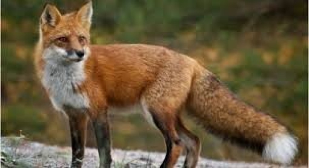 Ανακοίνωση της Διεύθυνσης Κτηνιατρικής της ΠΚΜ για την παράταση του προγράμματος αξιολόγησης της αποτελεσματικότητας των εμβολιασμών των κόκκινων αλεπούδων κατά της λύσσας