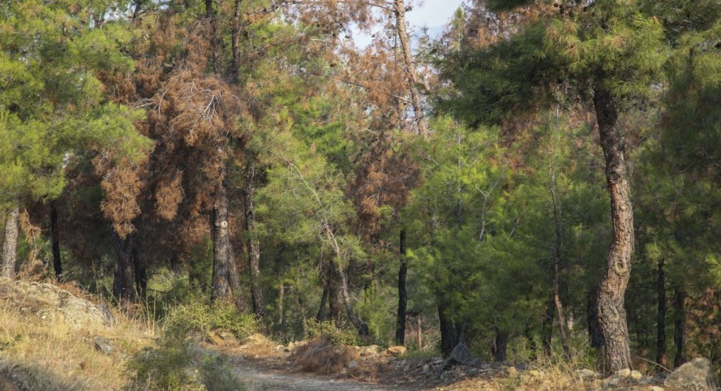 Φωτιά στο Σέιχ Σου: Τέθηκε υπό μερικό έλεγχο -Προσήχθη ύποπτος Φωτιά στο Σέιχ Σου: Τέθηκε υπό μερικό έλεγχο -Προσήχθη ύποπτος