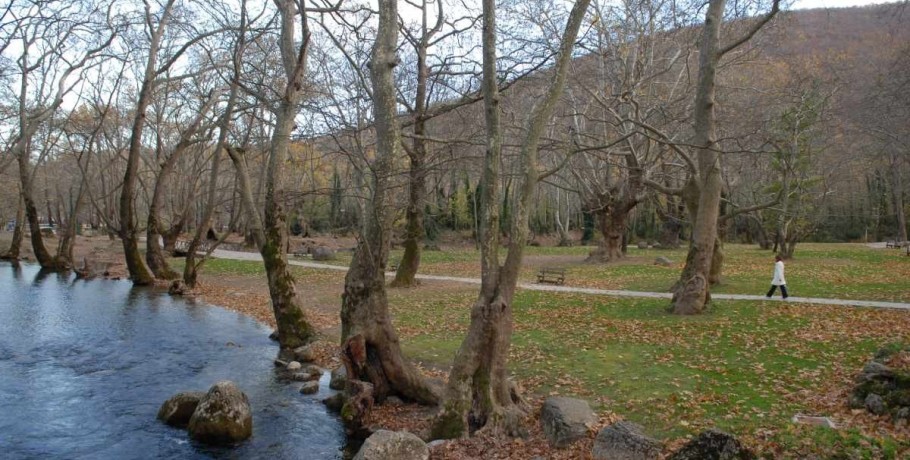 Άγιος Νικόλαος Νάουσας: τι προκαλεί την πρόωρη φυλλόπτωση στα πλατάνια
