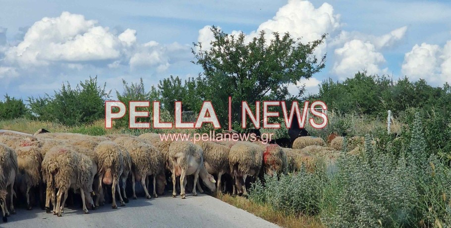 Τσιάρας: Εκτιμούμε ότι σύντομα θα κλείσει ο κύκλος της πανώλης των μικρών μηρυκαστικών εφόσον δεν υπάρξει νέο κρούσμα