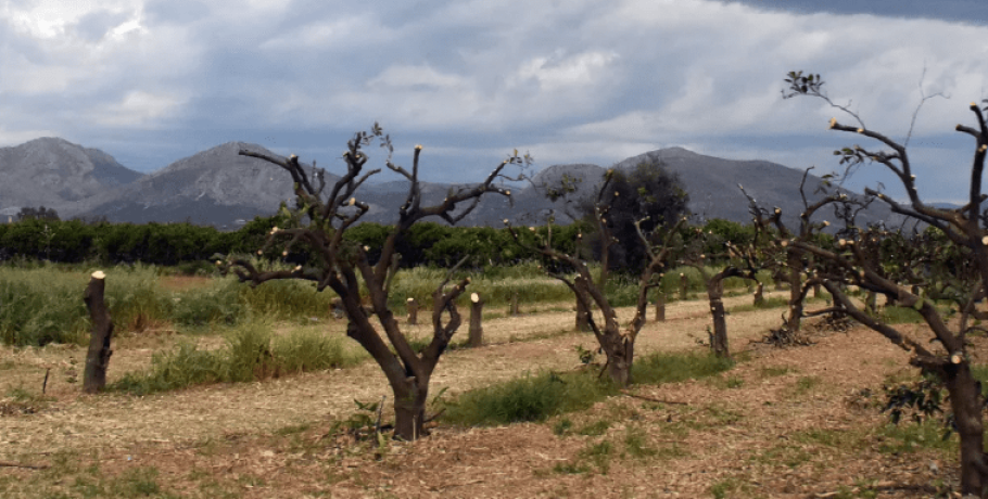 Εργατικό ατύχημα στο Ρέθυμνο: Έπεσε από ύψος οκτώ μέτρων ενώ κλάδευε