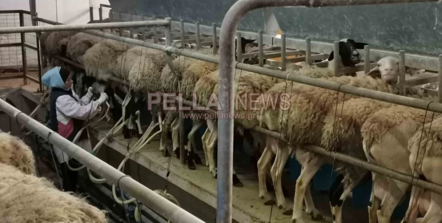 Ανησυχία για την ευλογιά των προβάτων στην Πέλλα: Άλλα δύο ύποπτα κρούσματα εντόπισε η υπηρεσία