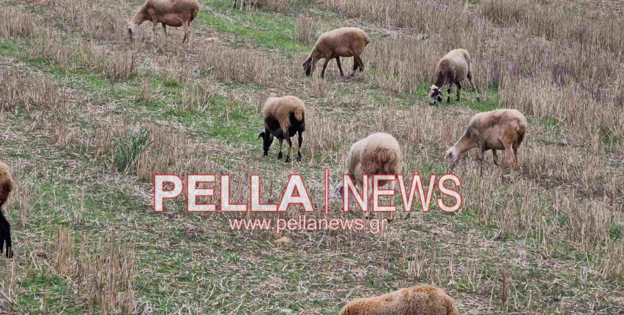 Νέα κρούσματα ευλογιάς και πανώλης και νέα μέτρα για την αποτροπή της εξάπλωσης τους