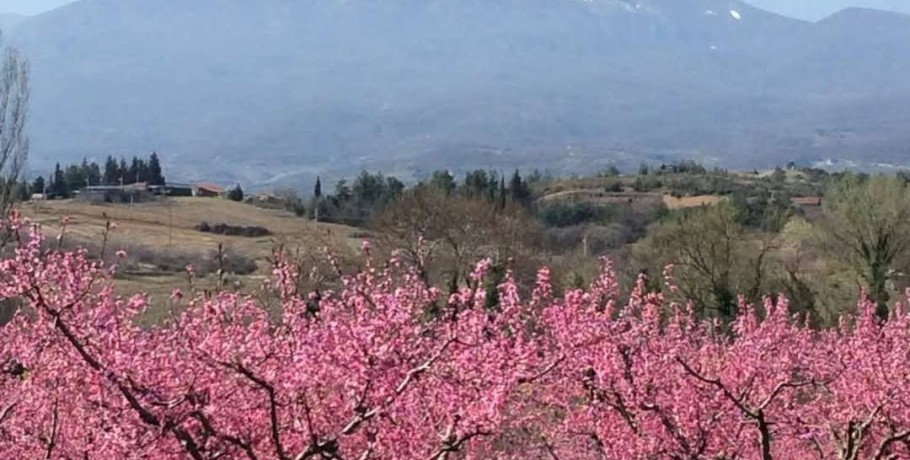 Επικοινωνία Ιορδάνη Τζαμτζή με την Προϊσταμένη του ΕΛΓΑ Μαρία Παππά για τις ζημιές από τον παγετό στην Πέλλα