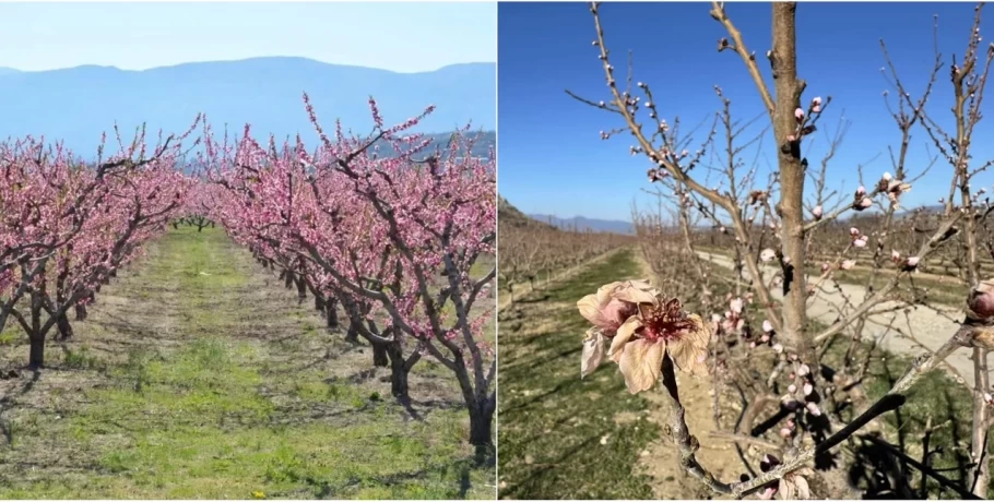 Κάηκαν από τον παγετό τα «ροζ χωράφια» με ροδακινιές στη Φλώρινα -«Η καταστροφή είναι ολοσχερής»
