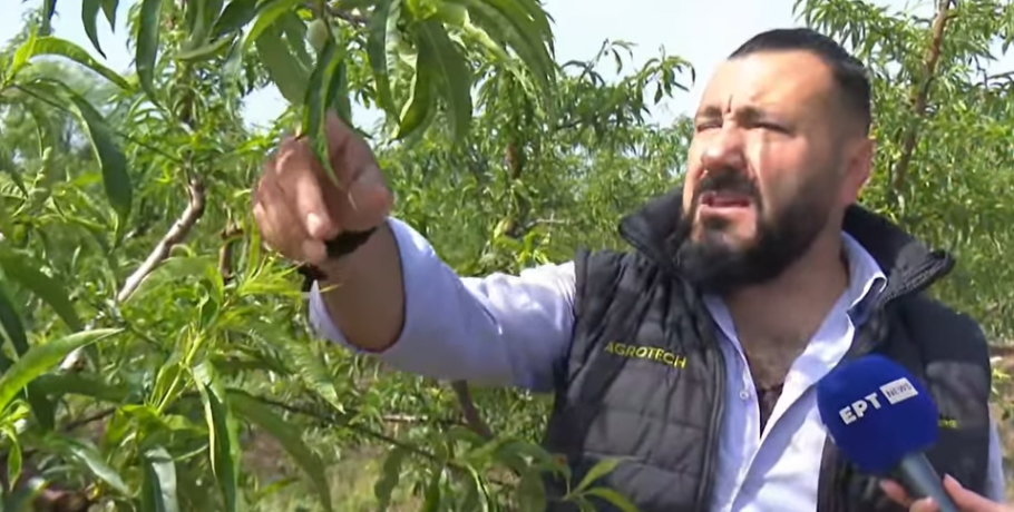 Γιαννιτσά: Οι καταστροφές της δενδροκαλλιέργειας από τον παγετό στην ΕΡΤ