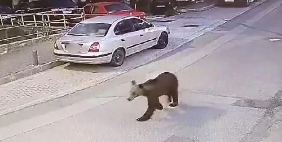 Γρεβενά: Αρκούδα κάνει βόλτες σε κεντρικό δρόμο της πόλης (vid)