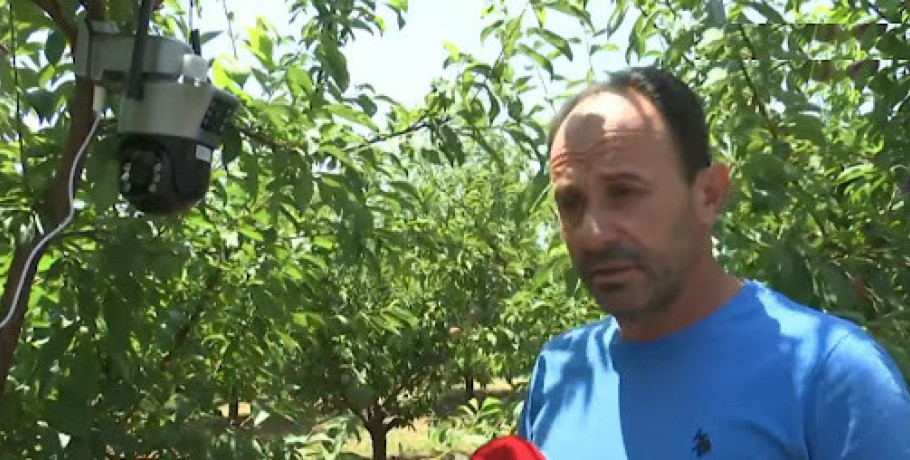 Πέλλα: Αγρότες σε ρόλο φρουρού απέναντι σε οργανωμένες κλοπές φρούτων