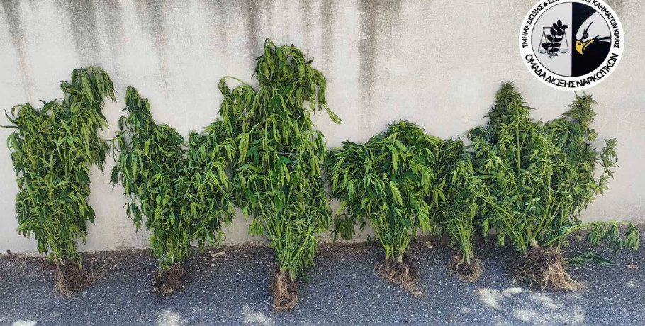 Συνελήφθη ένα άτομο για καλλιέργεια δενδρυλλίων κάνναβης