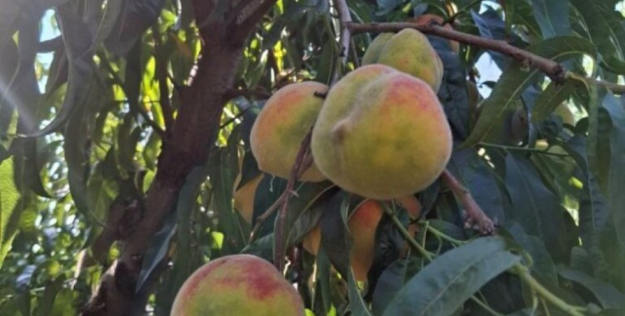 Περιφερειακή Ενότητα Πέλλας- Ενημέρωση για αγρότες- ενδιαφερόμενους καλλιεργητές και γεωπόνους