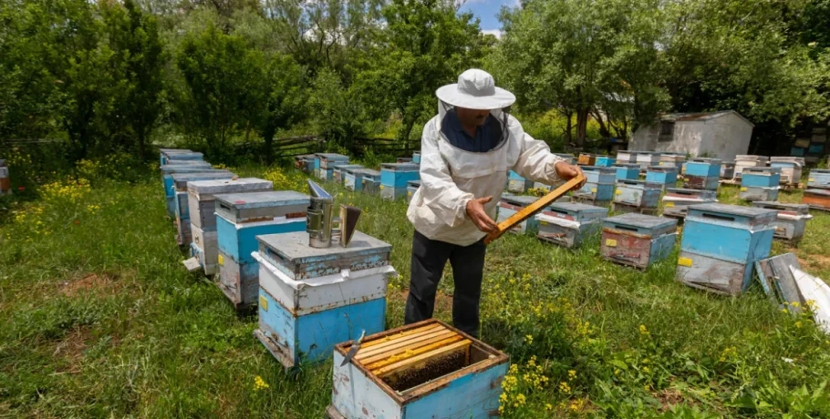 Το 50% των βιολογικών στην Κρήτη δεν δικαιούται επιδότηση, έδειξαν οι έλεγχοι