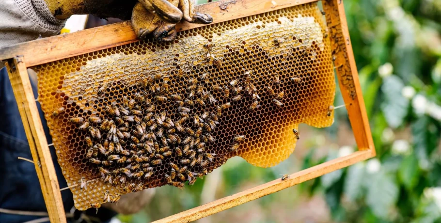 Το πιο υγιεινό μέλι δεν είναι το γλυκό: Η αλήθεια για το πικρό μέλι της Ελλάδας