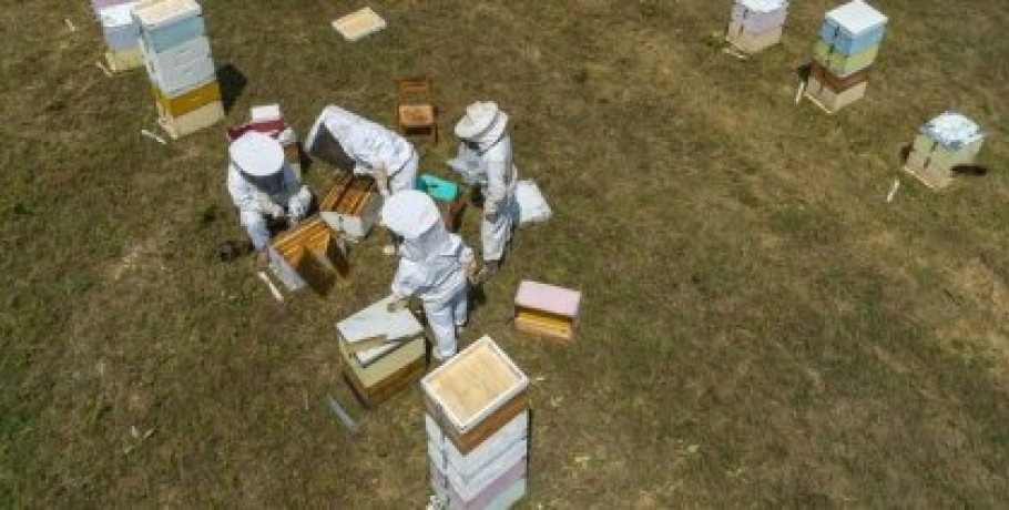 Εγκρίθηκαν τέσσερις πράξεις 10,8 εκατομμυρίων ευρώ για την ενίσχυση του τομέα της μελισσοκομίας