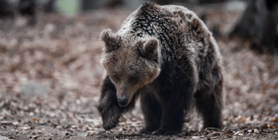 Ακόμη μια νεκρή αρκούδα από πυροβόλο όπλο στην Καστοριά