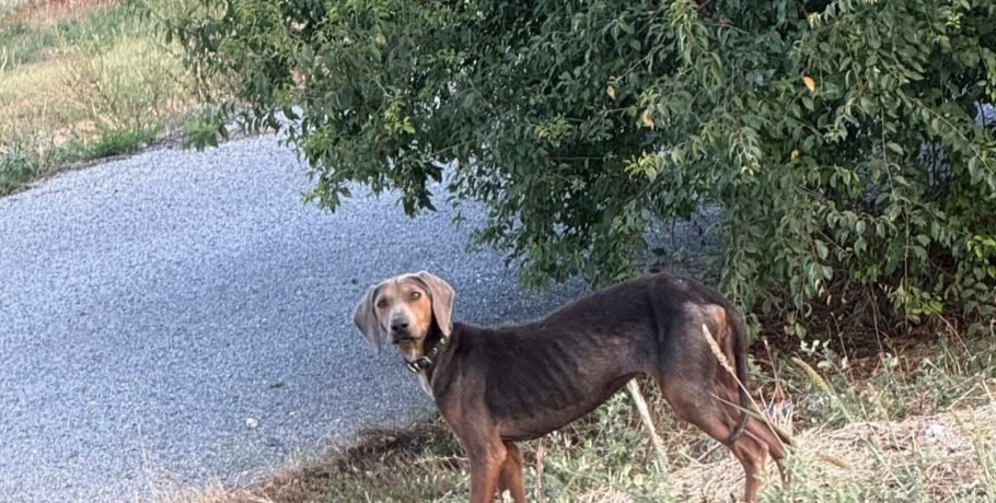 Καταγγελία Αντιδημάρχου Αλμωπίας για εγκατάλειψη σκύλου στη Ξιφιανή