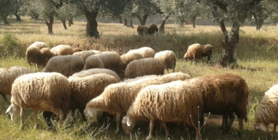 Μάχη κατά της ευλογιάς: Νέα Ομάδα Εργασίας υπό τον ΓΓ Αγροτικής Ανάπτυξης και Τροφίμων για την προστασία της κτηνοτροφίας