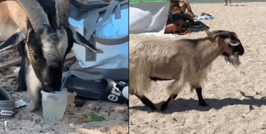 Viral η κατσίκα στα Σύβοτα που… πίνει τα μοχίτο των τουριστών