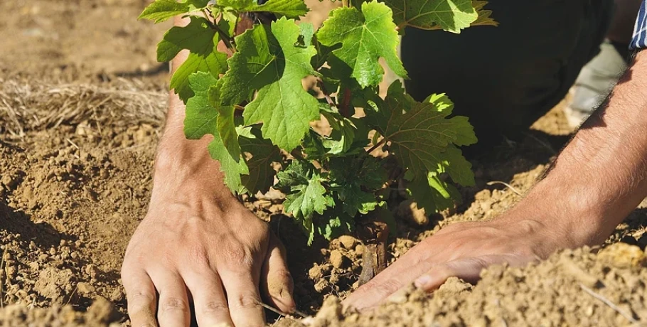 Περιφερειακή Ενότητα Πέλλας -«Υποβολή αιτήσεων για νέες αμπελοφυτεύσεις για το έτος 2026»