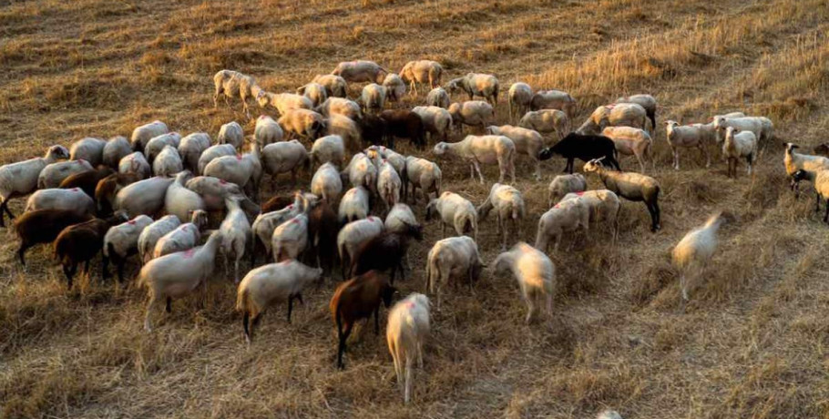 Καταστροφική για την κτηνοτροφία η μαζική θανάτωση αιγοπροβάτων