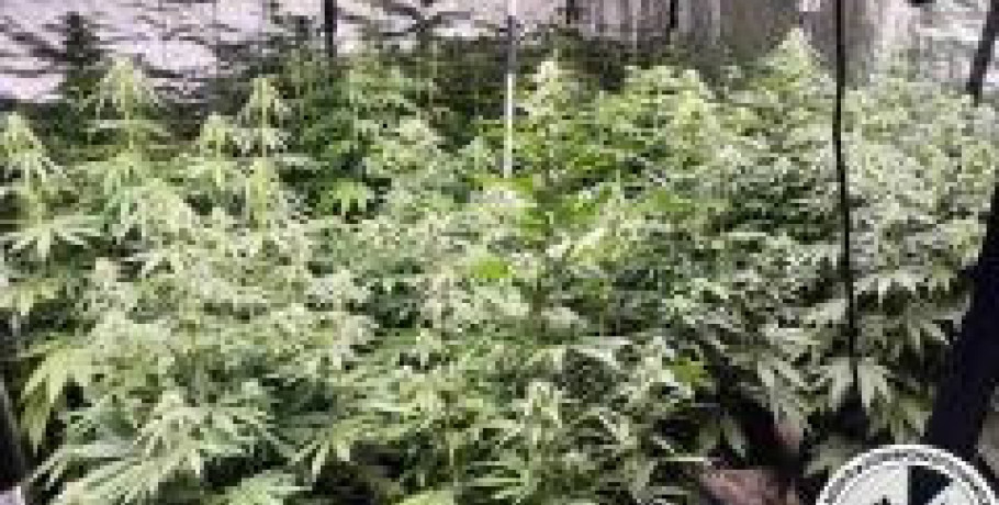 Συνελήφθη ένα άτομο για καλλιέργεια δενδρυλλίων κάνναβης