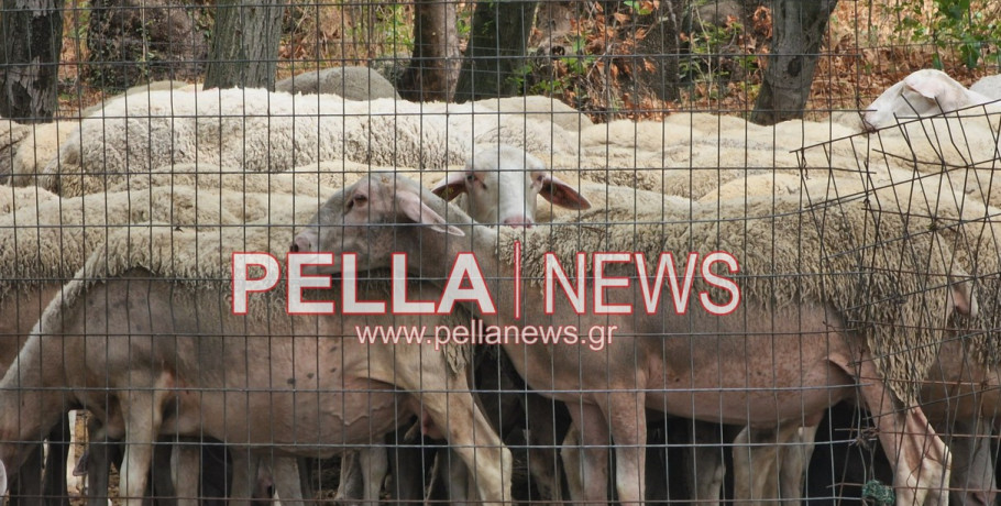 Πριν από λίγο: επιβεβαίωση των κρουσμάτων ευλογιάς σε πρόβατα στην Πέλλα από τη ΔΑΟΚ