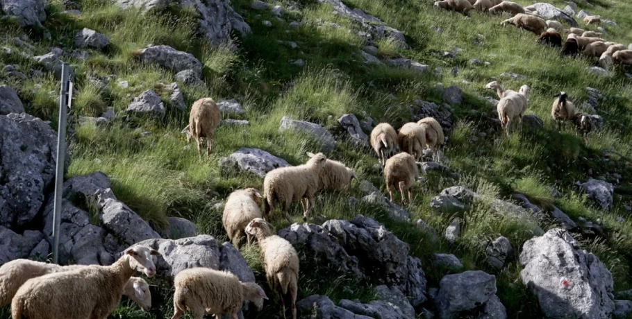 Μάχη με τον χρόνο για τον δεύτερο κύκλο διάδοσης της ευλογιάς στα αιγοπρόβατα - Γιατί δεν προκρίνεται ο εμβολιασμός
