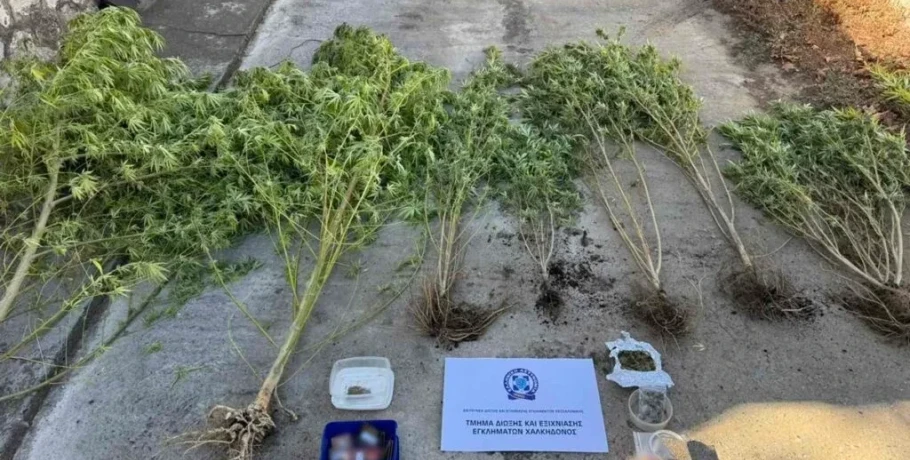 Χειροπέδες σε 47χρονο στη Θεσσαλονίκη: Τον έπιασαν όταν πήγε να ποτίσει τα χασισόδεντρα