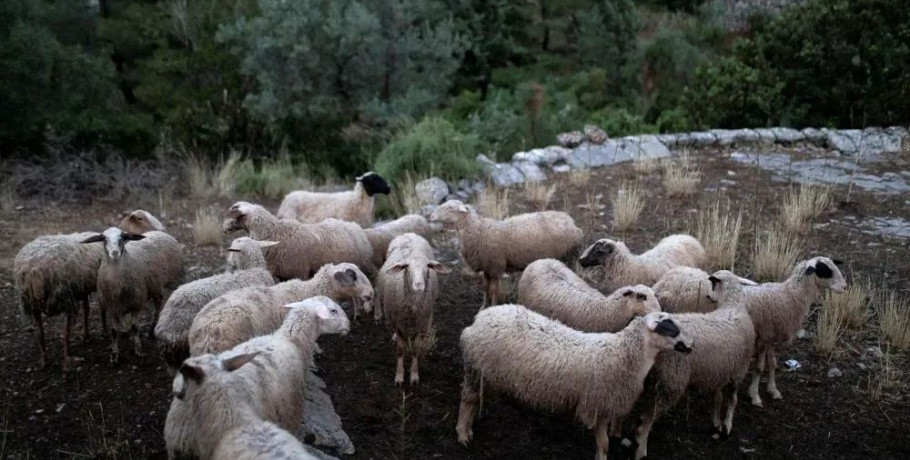 Συναγερμός για την ευλογιά – Χιλιάδες νεκρά ζώα στην Ημαθία, φόβοι και για την Πέλλα